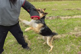 Savana_A13_20062017