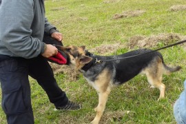 Savana_A16_20062017