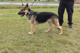 Savana_A8_20062017
