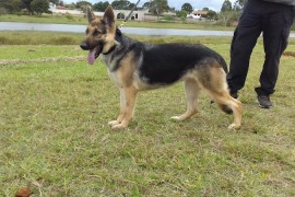 Savana_A9_20062017